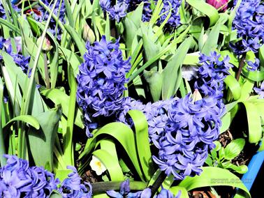 Flowers, Canberra, Australian Capital Territory - 6